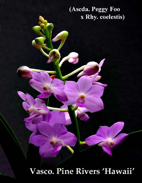 Vasco. Pine Rivers 2737