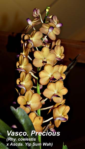 Vasco. Precious (Rhy. coelestis x Ascda. Yip Sum Wah)_0921