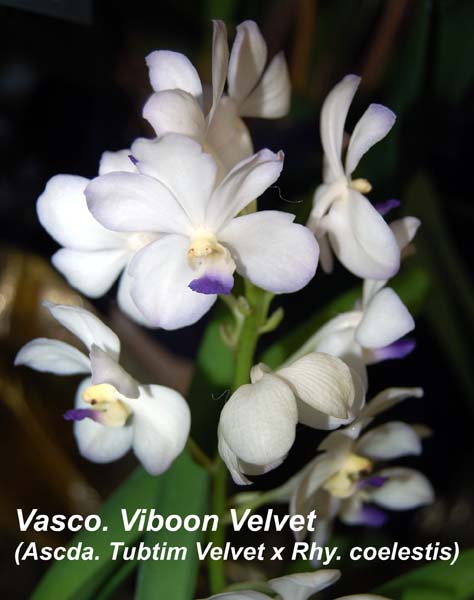 Vasco. Viboon Velvet (Ascda. Tubtim Velvet x Rhy. coelestis)_4410