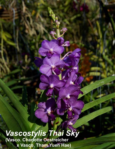 Vascostylis Thai Sky _4251