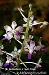 (V. lamellato x Noi Blue) x Rhyncostylis coelisstis_7495