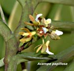 Acampe papillosa_4907