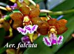 Aer. falcata_0527