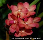 Aer. krabensis x Ascda. Yip Sum _8590