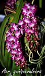 Aer. quinquevulnera_6025