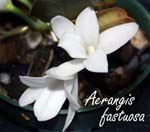 Aerangis fastuosa_7670