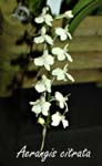 Aerangis citrata_5344