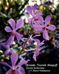 Aranda Noorah Alsagoff (Arach. hookeriana x V. Dawn Nishimura)_5624