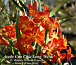 Ascda Guo Chia Long _7737