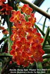Ascda. Bang Saai _8397