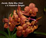 Ascda. Betty May Steel V. Kasems Delight_1656