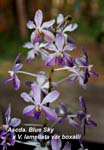 Ascda. Blue Sky x V. lamelli_3529