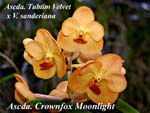 Ascda. Crownfox Moonlight (Ascda. Tubtim Velvet   x V. sanderiana)_5202