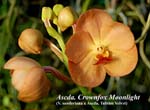 Ascda. Crownfox Moonlight (V. sanderiana x Ascda. Tubtim Velvet)_7225