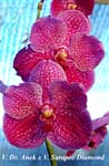 Ascda. Crownfox Moonlight (V. sanderiana x Ascda. Tubtim Velvet)_7236