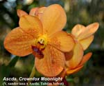 Ascda. Crownfox Moonlight _3345