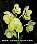 Ascda. Crownfox Yellow Snow_8721