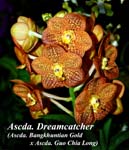 Ascda. Dreamcatcher (Ascda. Bangkhuntian Gold x Ascda. Guo Chia Long)_0412