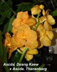 Ascda. Duang Kaew x Ascda. Thananbarg_5931