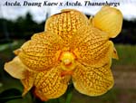 Ascda. Duang Kaew x Ascda. Thananbarg_6132