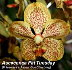 Ascda. Fat Tuesday _3521