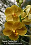Ascda. Fuchs Gold x V. Spotted Sunshine_1373