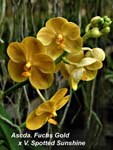 Ascda. Fuchs Gold x V. Spotted Sunshine_1375