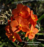 Ascda. Fuchs Sunglory _ Jakarta Orange_7779