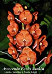 Ascda. Fuchs Sunkist_9643