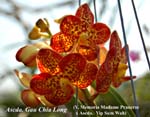 Ascda. Gau Chia Long _7757