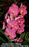Ascda. Grace Sharp_0407