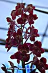 Ascda. Hau Muey Sein-Sein_8400