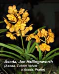 Ascda. Jan Hollingsworth_3408