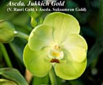 Ascda. Jukkich Gold (V. Rasri Gold x Ascda. Suksamran Gold)_6740