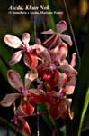 Ascda. Khun Nok (V. lamellata x Ascda. Madame Panni)_3048