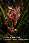 Ascda. Khun Nok (V. lamellata x Ascda. Madame Panni)_3051