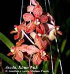 Ascda. Khun Nok (V. lamellata x Ascda. Madame Panni)_4986