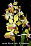Ascda. Khun Nok x V. lamellata_6611