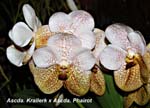 Ascda. Krailerk x Ascda. Phair_9991