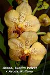 Ascda. Kultana x Kultana_6675