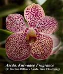 Ascda. Kulwadee Fragrance (V. Gordon Dillon x Ascda. Guo Chia Long)_6586