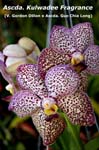 Ascda. Kulwadee Fragrance (V. Gordon Dillon x Ascda. Guo Chia Long)_6737
