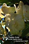 Ascda. Ladda Gold (Ascda. Tubtim Velvet x Ascda Rasri Gold)_6952