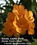 Ascda. Ladda Gold (Ascda. Tubtim Velvet x Ascda. Bangkhuntian Gold)_1439