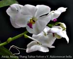 Ascda. Maung Thang Tubiar Velvet x V. Nakornswan bella 1488