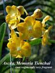 Ascda. Memoria Tienchai_6008
