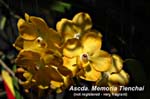 Ascda. Memoria Tienchai_6169