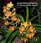 Ascda. Motes Goldpeace 894