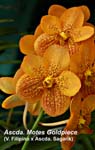 Ascda. Motes Goldpiece (V. Filipino x Ascda. Sagarik)_3610