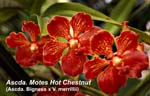 Ascda. Motes Hot Chestnut (Ascda. Bigness x V. merrillii)_3607